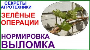 Первые зелёные операции. Выломка и нормировка побегами.