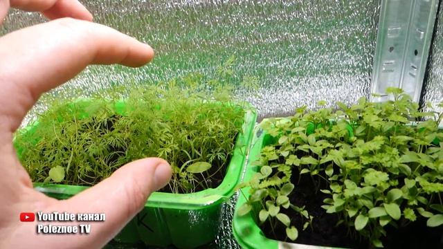 ПЕТРУШКА И УКРОП КРУГЛЫЙ ГОД ПОД ОБЫЧНОЙ ЛАМПОЙ! ДЕЛЮСЬ ТЕХНОЛОГИЕЙ ВЫРАЩИВАНИЯ смотреть онлайн