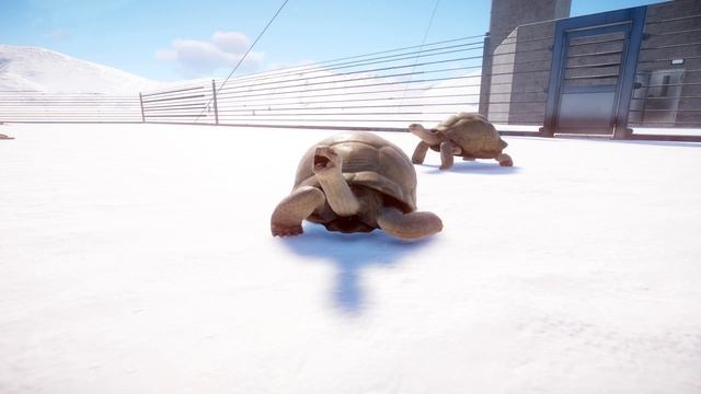 Albino Aldabra Giant Tortoise | Planet Zoo Animals смотреть онлайн