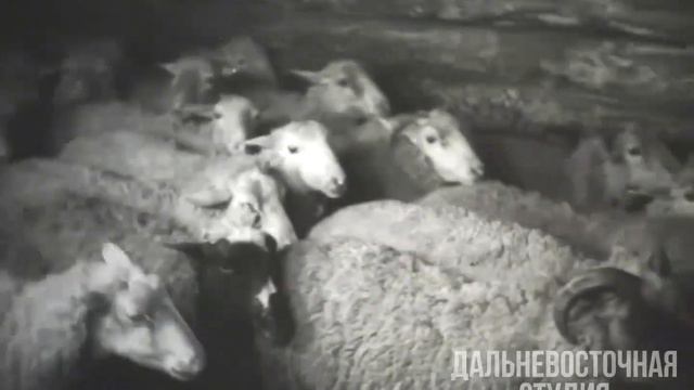 Чабаны Приморского края 1961 г смотреть онлайн