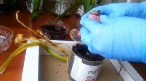 ГИАЦИНТ ПОСЛЕ ВЫГОНКИ ОТЦВЕЛ/ ЧТО ДЕЛАЕМ ДАЛЬШЕ