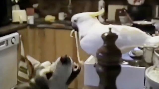 Милые животные Люди, АУ, учитесь взаимопониманию смотреть онлайн