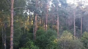 Тверская область.  🌳