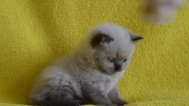 Купить шотландского котенка: ПРЕДЛАГАЕМ - шотландский короткошерстный котенок окраса сил-поинт. смотреть онлайн