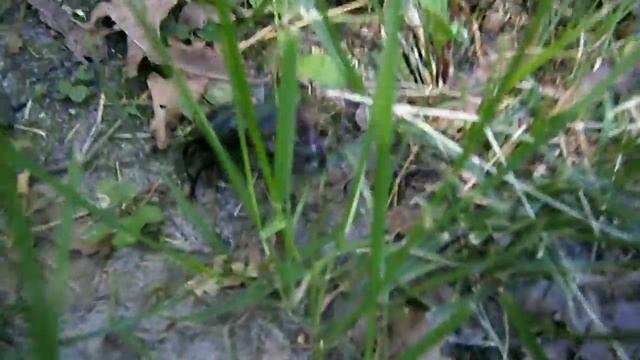 Большой Жук Олень в Диканском лесу. Great Stag Beetle. смотреть онлайн