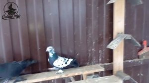 ГОЛУБИ / ДУШАНБИНСКИЕ СОЧИ / PIGEONS / TAUBE