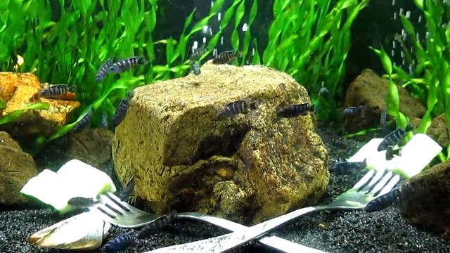 Молодь Чиндонго Демасони пробует огурец смотреть онлайн