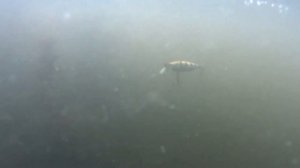 Краткий обзор воблера Kalikana 82SP SR от Pontoon21.