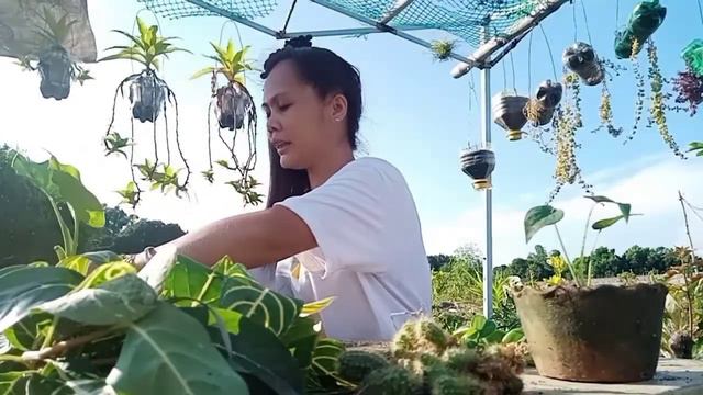 HOW TO REPLANT ALOCASIA OR GABI-GABI COLLECTION смотреть онлайн