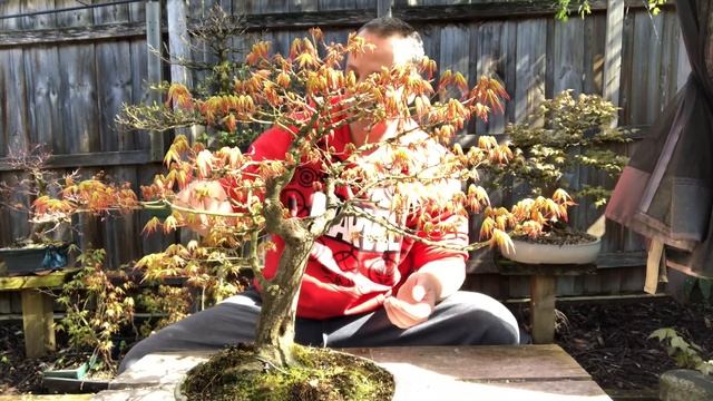 Pinching/pruning maple bonsai In early spring How to pinch out the middle shoot in early spring смотреть онлайн