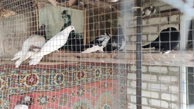 В гостях у Юры Хаджилия, г.Ананьев Одесские турманы смотреть онлайн