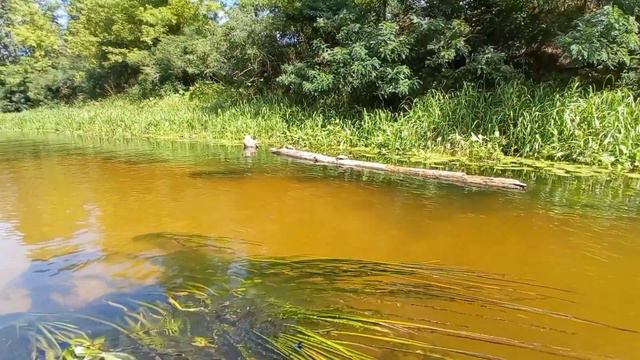 Долгая дорога по реке. смотреть онлайн