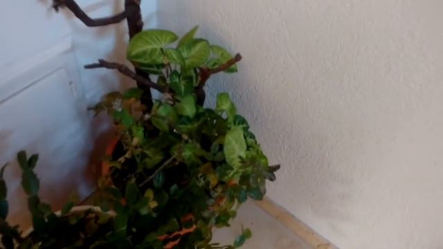 Кактусные садики, суккуленты и другие растения готовлю к зимовке смотреть онлайн