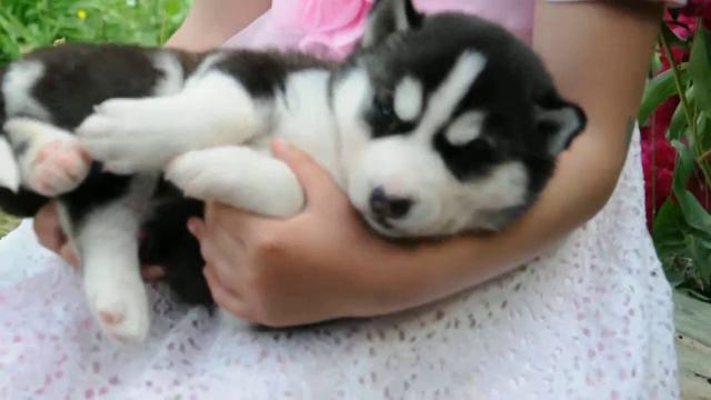 продам щенка хаски, мальчики и девочки,голубоглазые и не только смотреть онлайн