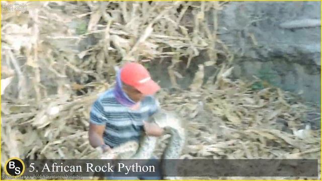 9 Biggest Snakes Ever Captured смотреть онлайн