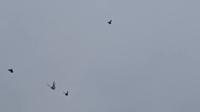 В гостях у Сасена. Н. П .г.Красноград. смотреть онлайн