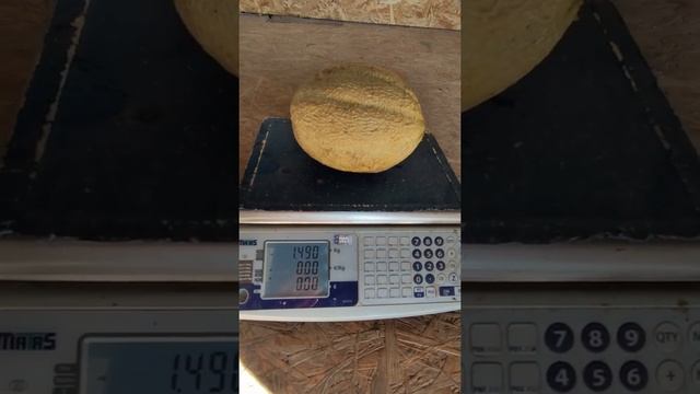 Дыня выросла на поле