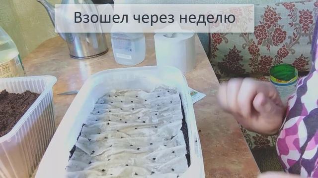 Сажаем лук на рассаду смотреть онлайн