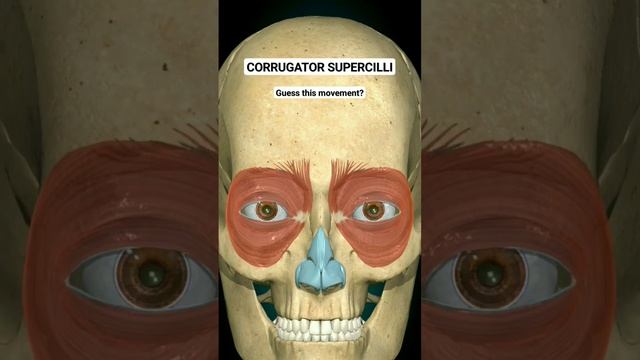 Corrugator Supercilli | Guess this Movement? #face #anatomy #corrugator #innovation смотреть онлайн