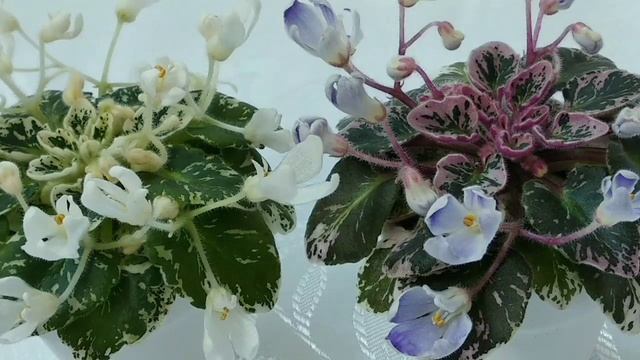 Огляд парних сортів мініатюрних фіалок?, сенполії Н-Утренняя Роса та Н-Ночная Роса смотреть онлайн