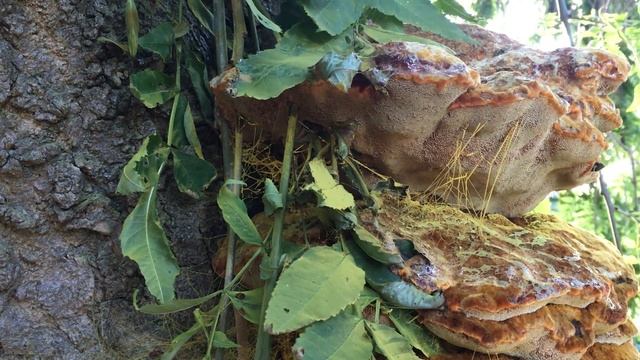 Weeping Ash - Inonotus hispiduson fungi on trunk - August 2018 смотреть онлайн