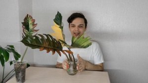 Филодендрон Карамель Марбл// Запоздалый подарок на день рождения!