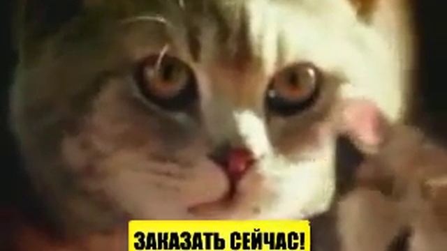 Вкусный и полноценный корм для кошек Whiskas смотреть онлайн