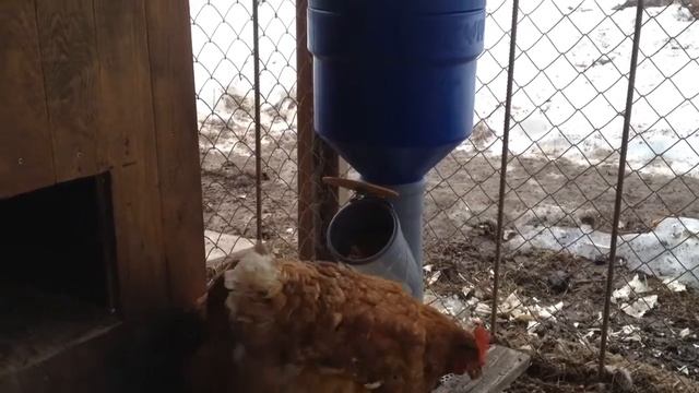 Бункерная кормушка для кур смотреть онлайн