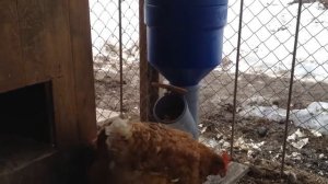 Бункерная кормушка для кур