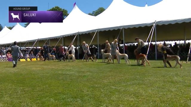Salukis | Breed Judging 2022 смотреть онлайн