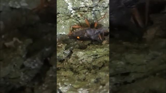 Forest Bug / Щитник красноногий #shorts смотреть онлайн