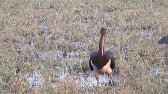 Black stork (Ciconia nigra) Μαυροπελαργός - Cyprus. смотреть онлайн