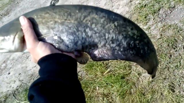 2 мая 2017 г. смотреть онлайн