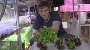 Вабикуса в полене и другие