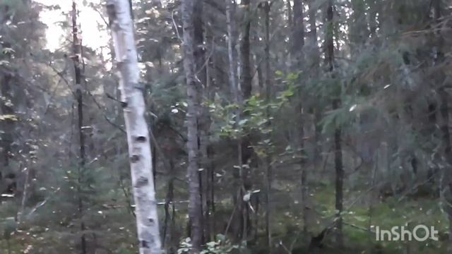 Ранним утром, как солнце просыпается ,иду за грибами рано сентябрьский утро смотреть онлайн