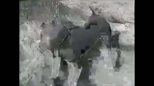 Dogs That Made History смотреть онлайн