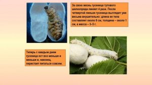 Тутовый шелкопряд биология 8 кл