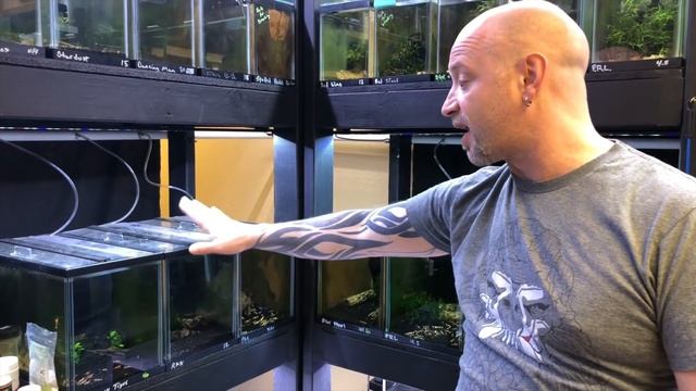 50+ Types of Aquarium Shrimp! | Joes Shrimp Shack смотреть онлайн