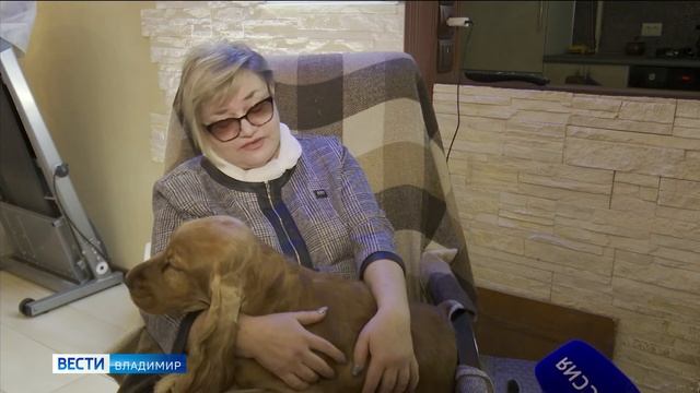 Владимирская заводчица рассказала об особенностях собак породы Кокер-спаниель смотреть онлайн