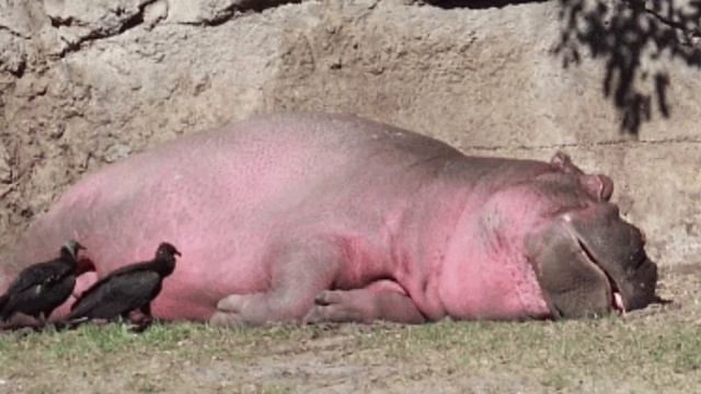 Бегемоты OP? смотреть онлайн