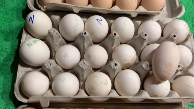 18 марта 2023 г.Вес инкубационных яиц Амрокс ,Билифельдер,Американский леггорн . смотреть онлайн