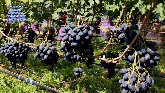 Вернісаж смотреть онлайн
