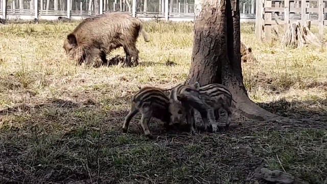 Свинячий детский сад смотреть онлайн