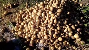 Сколько картофеля выходит с сотки земли