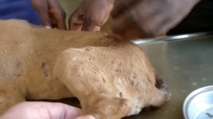 Remove mango worms from dog - Remove mango worms from dog skin Удалите манговых червей с кожи собак