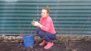 ОБРЕЗКА КИЗИЛЬНИКА/ ФОРМИРОВАНИЕ ЖИВОЙ ИЗГОРОДИ