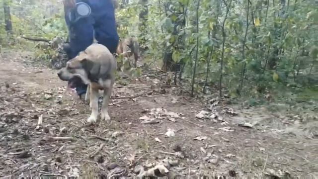 Щенки ка де бо (майорский мастиф) смотреть онлайн