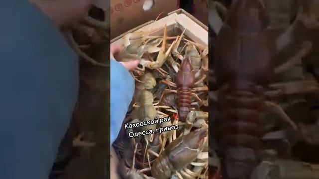 ⚡Одесса, как она есть #одесса #одеса #привоз смотреть онлайн