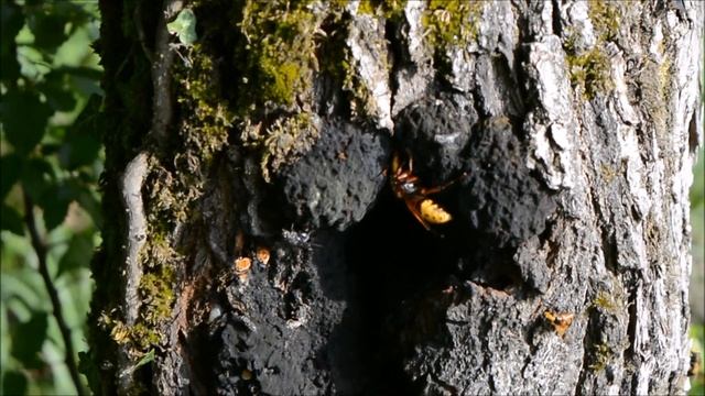 Шершни пьют дубовый сок / Hornets oak juice drink смотреть онлайн
