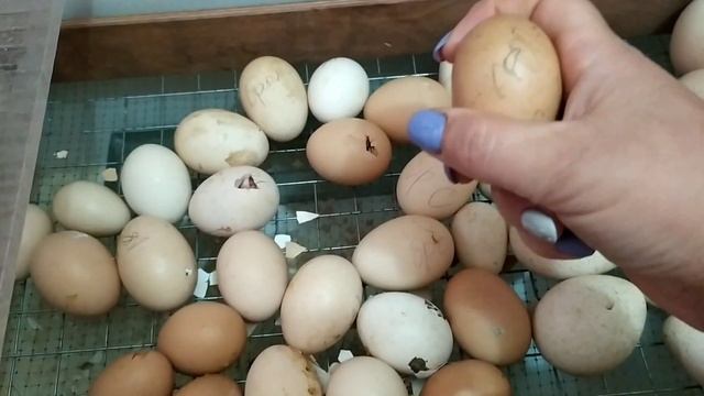 ВЫВОДИМ ИНДЮШАТ И ЦЫПЛЯТ В АВГУСТЕ смотреть онлайн